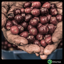 Chiapas  ( Jaltenango ) - La Tribu - Blend Bourbon, Typica, Caturra - Lavado - 7,25€ / kg. ( Saco 46 kgs.) - 83.5 SCA