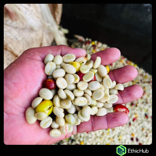 Chiapas  ( Jaltenango ) - La Tribu - Blend Bourbon, Typica, Caturra - Lavado - 7,25€ / kg. ( Saco 46 kgs.) - 83.5 SCA
