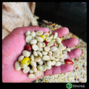 Chiapas  ( Jaltenango ) - La Tribu - Blend Bourbon, Typica, Caturra - Lavado - 7,25€ / kg. ( Saco 46 kgs.) - 83.5 SCA