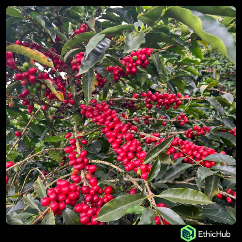 Chiapas  ( Jaltenango ) - La Tribu - Blend Bourbon, Typica, Caturra - Lavado - 7,25€ / kg. ( Saco 46 kgs.) - 83.5 SCA