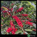 Chiapas  ( Jaltenango ) - La Tribu - Blend Bourbon, Typica, Caturra - Lavado - 7,25€ / kg. ( Saco 46 kgs.) - 83.5 SCA