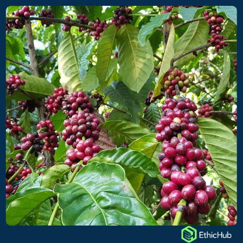 Chiapas ( Soconusco ) - Volcán Tacaná - Blend Bourbon, Typica, Caturra, Catimor - 7,14€ / kg. ( Saco 46 kgs.) - 84 SCA