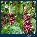 Chiapas ( Soconusco ) - Volcán Tacaná - Blend Bourbon, Typica, Caturra, Catimor - 7,14€ / kg. ( Saco 46 kgs.) - 84 SCA