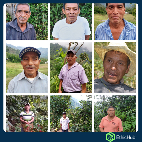 Chiapas ( Soconusco ) - Volcán Tacaná - Blend Bourbon, Typica, Caturra, Catimor - 7,14€ / kg. ( Saco 46 kgs.) - 84 SCA
