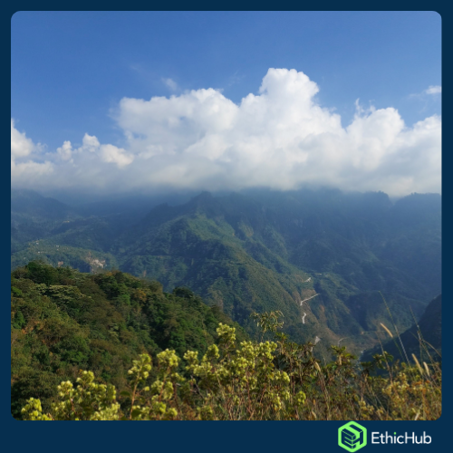 Chiapas ( San José Ixtepec ) - Neri Ortíz Pérez - Bourbon, Caturra - Natural -  ...€ / kg. ( Saco 46 kgs.) - 87.5 SCA 