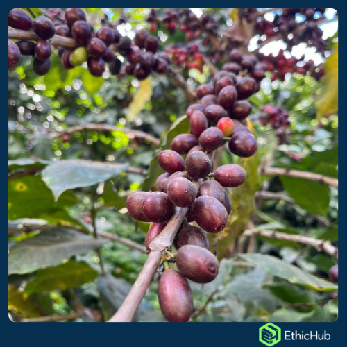 Chiapas ( San José Ixtepec ) - Neri Ortíz Pérez - Bourbon, Caturra - Natural -  ...€ / kg. ( Saco 46 kgs.) - 87.5 SCA 