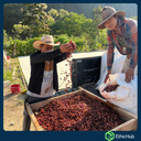 Chiapas ( San José Ixtepec ) - Neri Ortíz Pérez - Bourbon, Caturra - Natural -  ...€ / kg. ( Saco 46 kgs.) - 87.5 SCA 