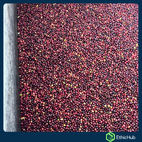 Chiapas ( San José Ixtepec ) - Neri Ortíz Pérez - Bourbon, Caturra - Natural -  ...€ / kg. ( Saco 46 kgs.) - 87.5 SCA 