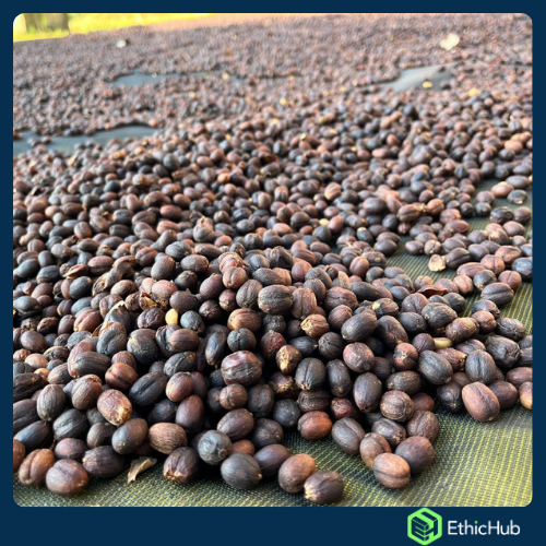 Chiapas ( San José Ixtepec ) - Neri Ortíz Pérez - Bourbon, Caturra - Natural -  ...€ / kg. ( Saco 46 kgs.) - 87.5 SCA 