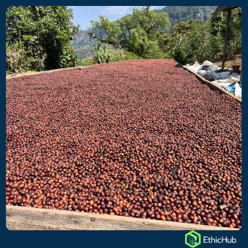 Chiapas ( San José Ixtepec ) - Neri Ortíz Pérez - Bourbon, Caturra - Natural -  ...€ / kg. ( Saco 46 kgs.) - 87.5 SCA 