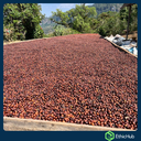 Chiapas ( San José Ixtepec ) - Neri Ortíz Pérez - Bourbon, Caturra - Natural -  ...€ / kg. ( Saco 46 kgs.) - 87.5 SCA 