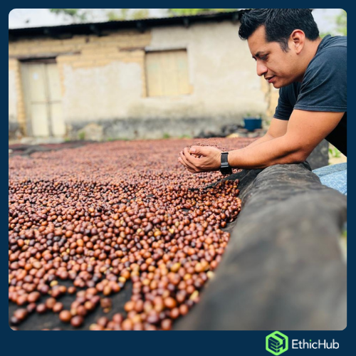 Chiapas ( San José Ixtepec ) - Neri Ortíz Pérez - Bourbon, Caturra - Natural -  ...€ / kg. ( Saco 46 kgs.) - 87.5 SCA 