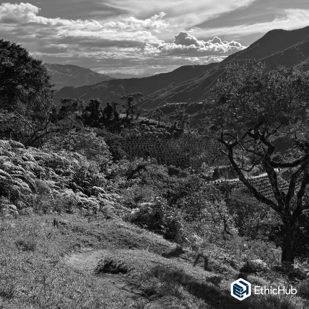 Regional Inga (9).webp