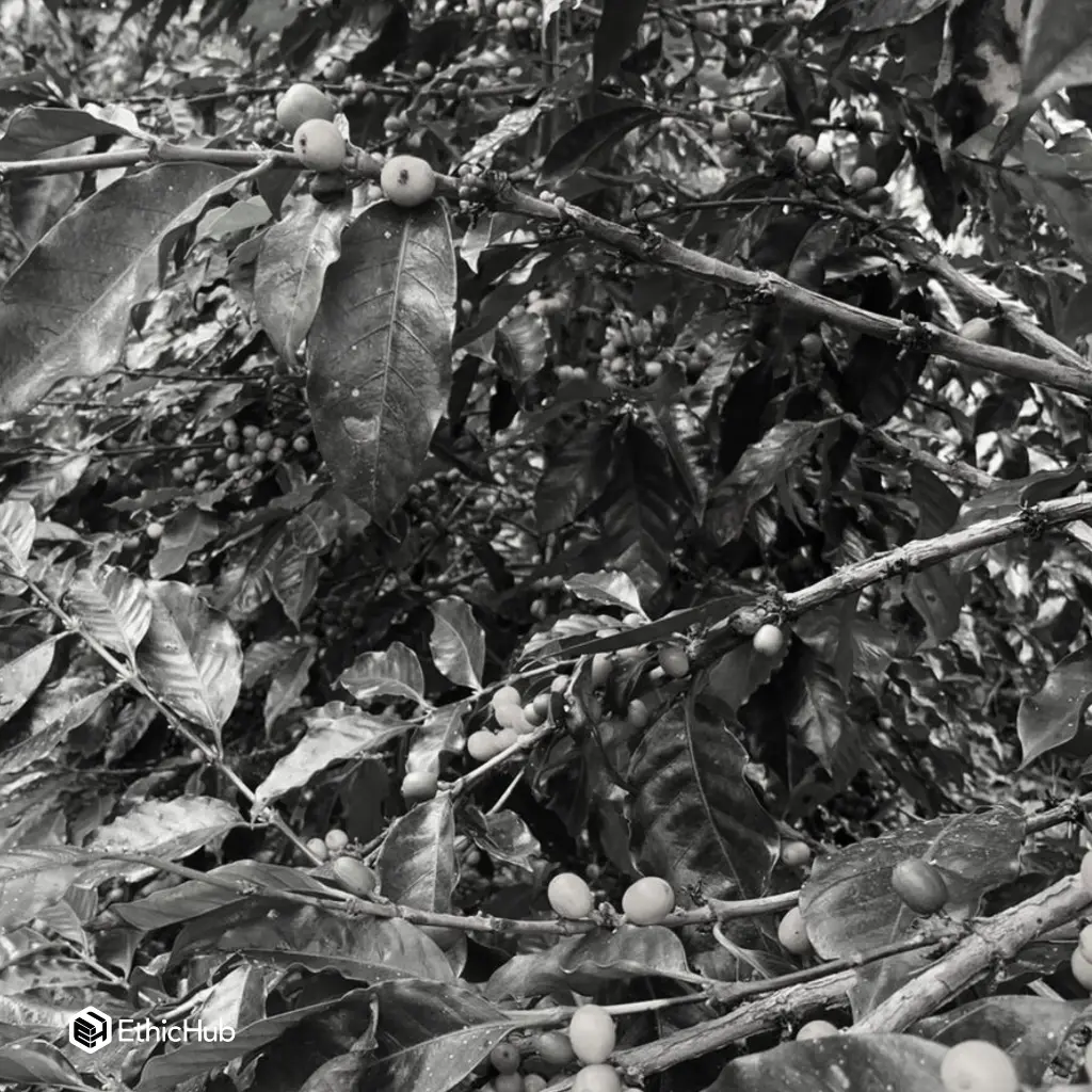 Fazenda Um - Mundo Novo 4.webp