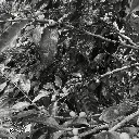 Fazenda Um - Mundo Novo 4.webp