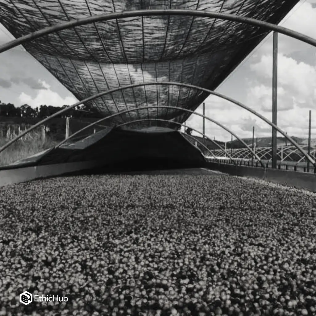 Fazenda Um - Wush wush (3).webp