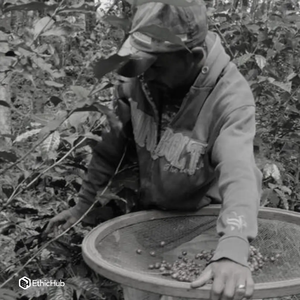 Fazenda Um - Mundo Novo.webp