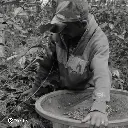 Fazenda Um - Mundo Novo.webp