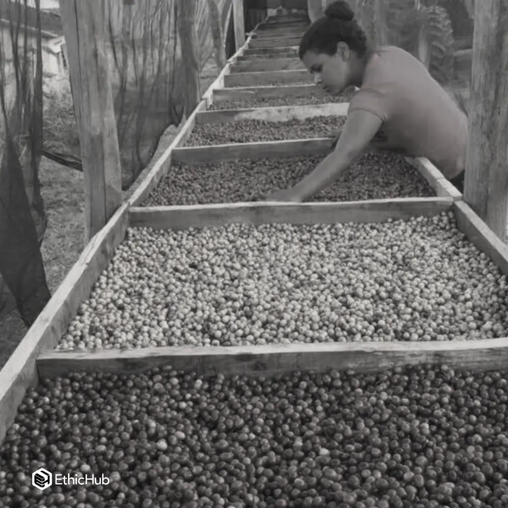 Fazenda Um - Wush wush (5).webp