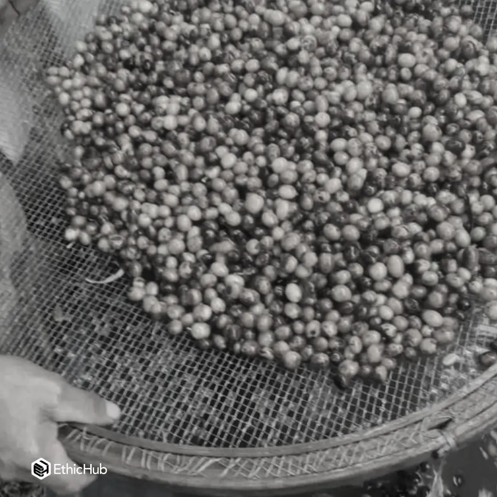 Fazenda Um - Pink Bourbon.webp