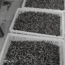 Fazenda Um - Wush wush (2).webp