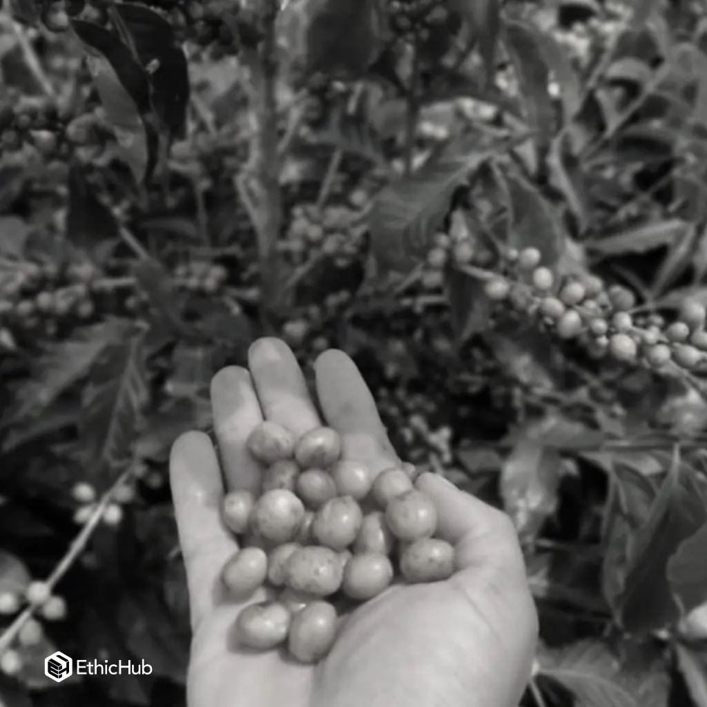 Fazenda Um - Wush wush.webp