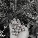 Fazenda Um - Wush wush.webp