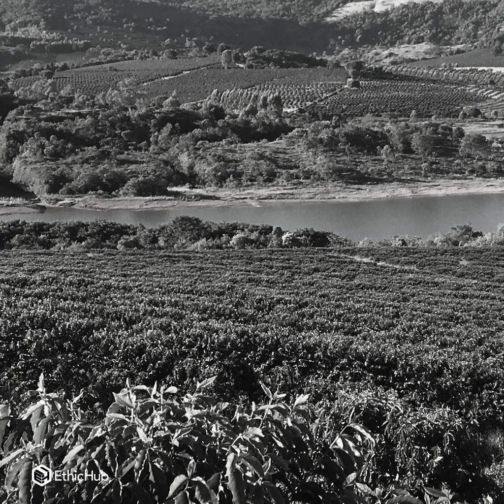 Fazenda Um - Mundo Novo 2.webp