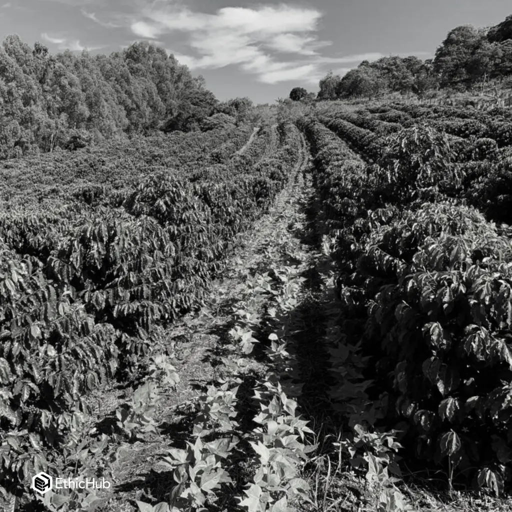 Fazenda Um - Mundo Novo 3.webp