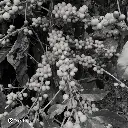 Fazenda Um - Wush wush (3).webp