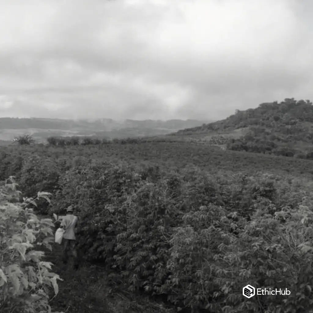 Fazenda Um - wush wush 4 (2).webp