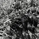 Cedros (4).webp