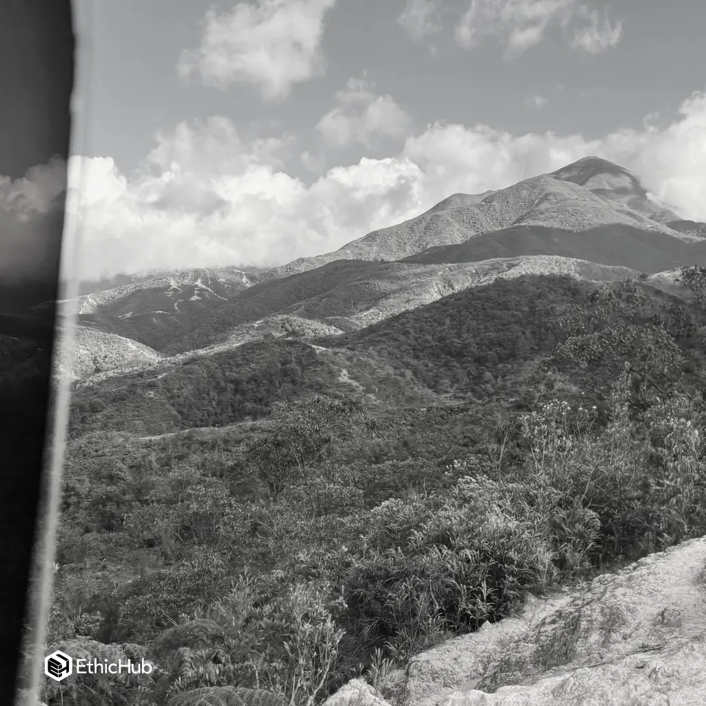 Cedros (3).webp