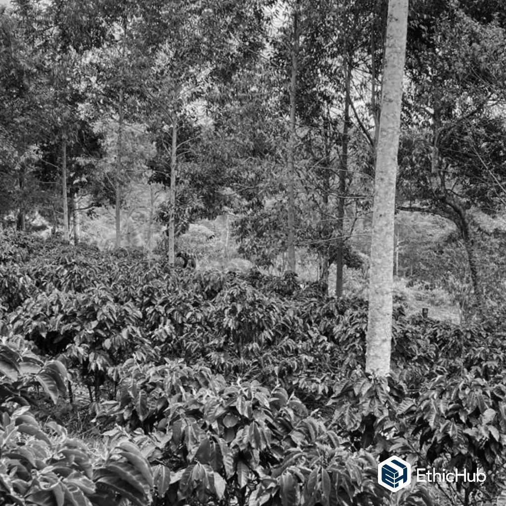 Cauca Associative (Peace Project) Green Coffee / Cauca (Colombia) – Blend Washed – 84 SCA