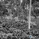 Cauca Associative (Peace Project) Green Coffee / Cauca (Colombia) – Blend Washed – 84 SCA