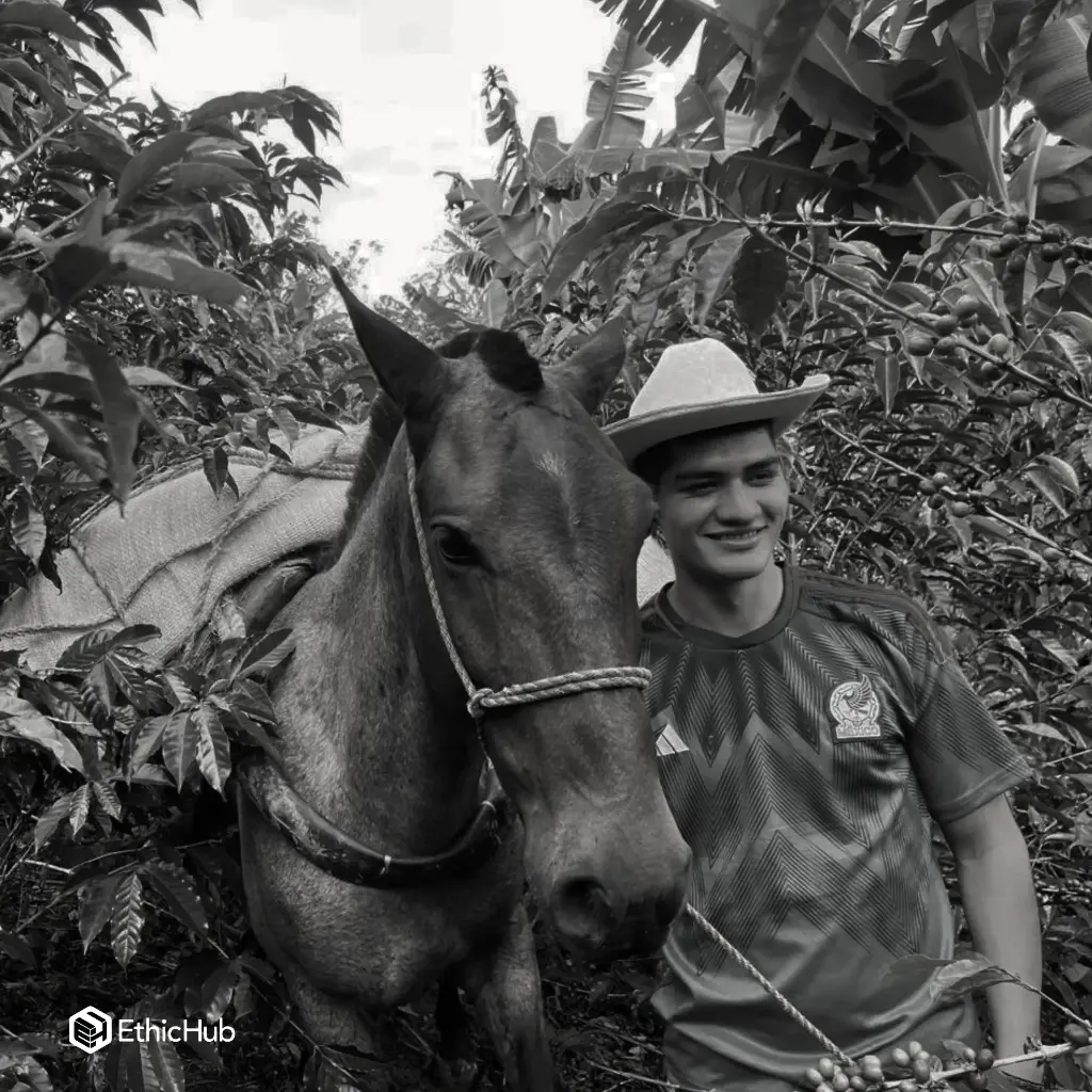 Duvan Alejandro Quisaboni Green Coffee / Huila (Colombia) – Gesha Honey Process – 87 SCA