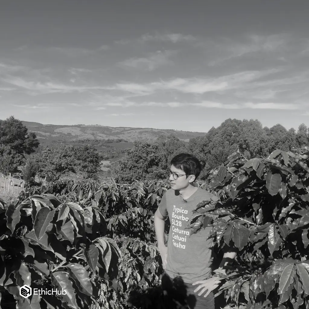 Fazenda Um / Minas Gerais (Brazil) Green Coffee – Mundo Novo Natural – 83 SCA