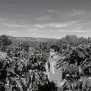 Fazenda Um / Minas Gerais (Brazil) Green Coffee – Mundo Novo Natural – 83 SCA