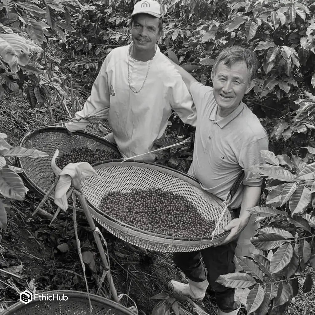 Café verde Fazenda Um / Minas Gerais (Brasil) – Pink Bourbon Dark Room Natural – 87 SCA
