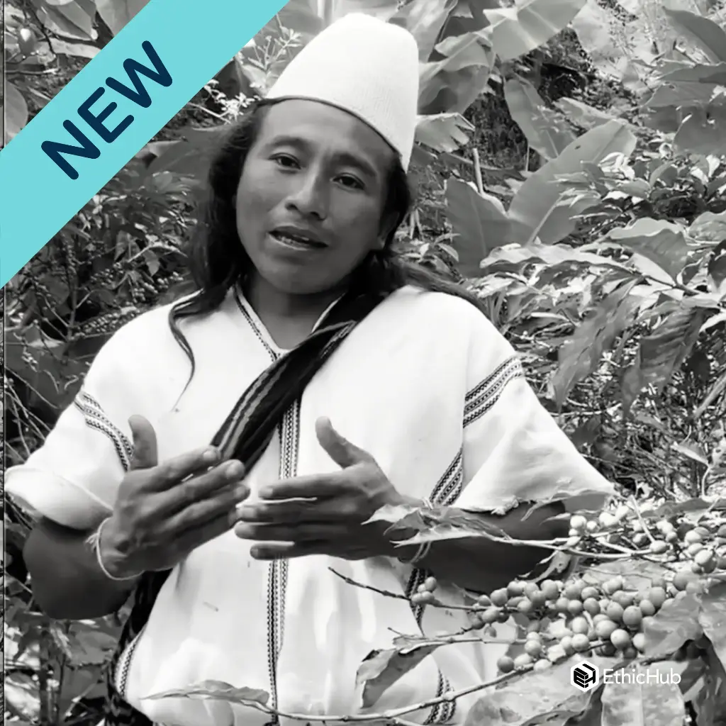 Arhuaco Indigenous Community Green Coffee / Sierra Nevada de Santa Marta (Colombia) – Natural Castillo – 87 SCA