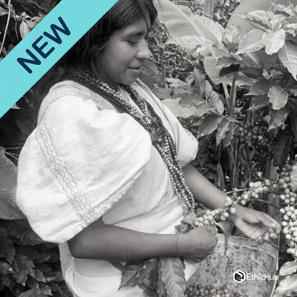 Comunidad Indígena Arhuaco / Sierra Nevada Santa Marta (Colombia) – Typica Lavado– 85 SCA