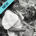Comunidad Indígena Arhuaco / Sierra Nevada Santa Marta (Colombia) – Typica Lavado– 85 SCA