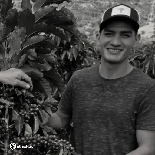 Duvan Alejandro Quisaboní Green Coffee / Huila (Colombia) – Gesha Washed – 88 SCA
