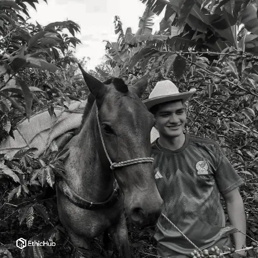 Duvan Alejandro Quisaboni Green Coffee / Huila (Colombia) – Gesha Honey Process – 87 SCA