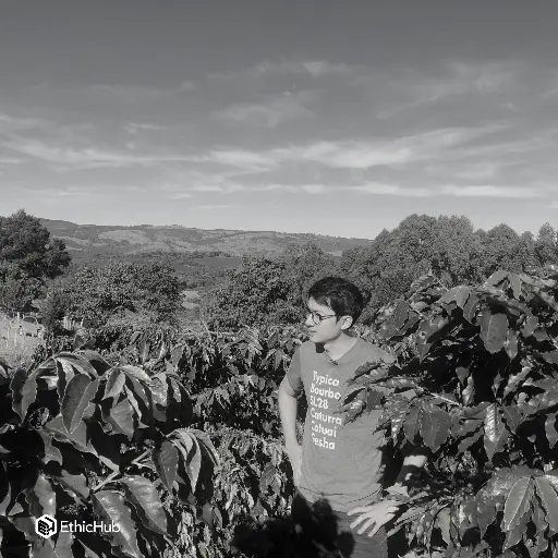 Fazenda Um / Minas Gerais (Brasil) – Mundo Novo Natural – 83 SCA