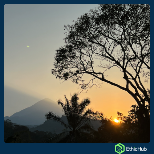 Chiapas (Soconusco) - Volcán Tacaná - Blend Bourbon, Typica, Caturra, Catimor - 84 SCA ( 10 kgs. )