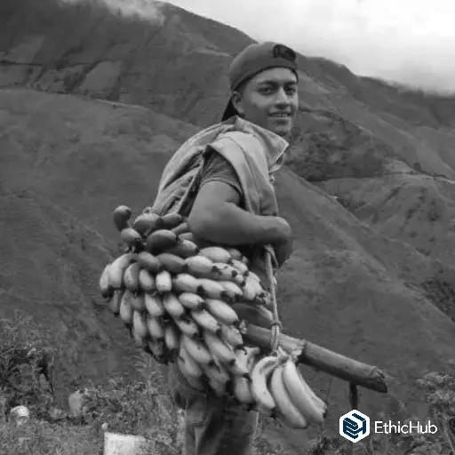 Emerson Chasoy / Nariño (Colombia) – Caturra Washed – 85 SCA